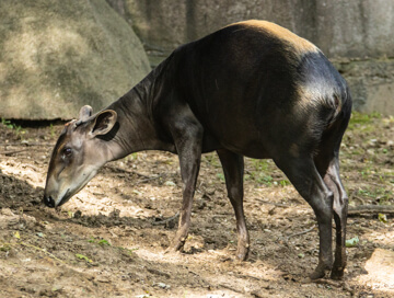 Yellow-backed duiker