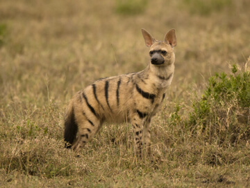 Aardwolf