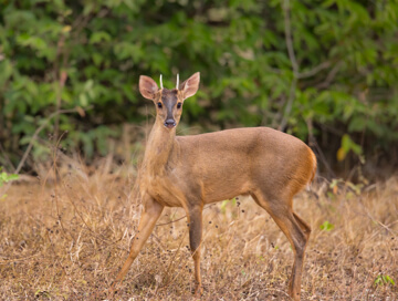 Red brocket deer