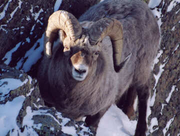 Koryak snow sheep