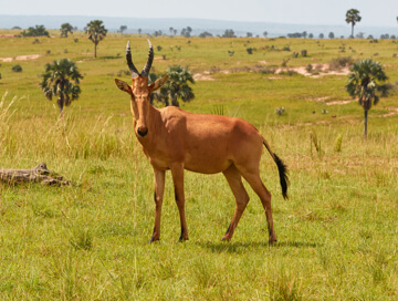 Jackson's hartebeest