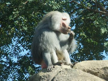 Hamadryas baboon