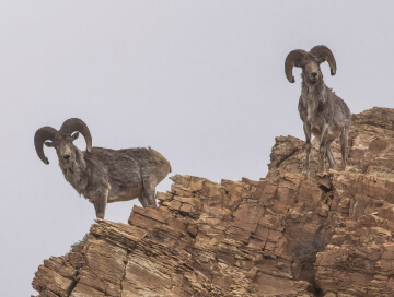 Argali