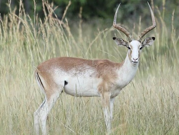 White-flanked impala