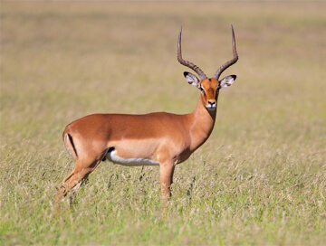Saddleback impala