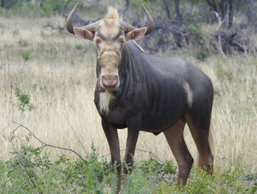 Kings wildebeest