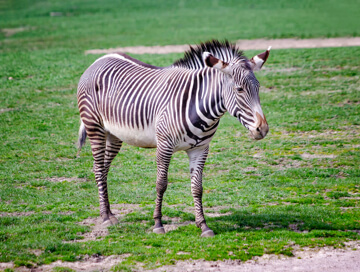 Chapman's zebra