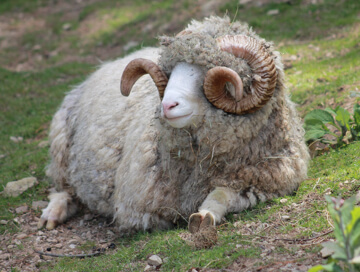 Dorset ram hybrid sheep