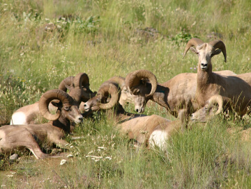 Sheep