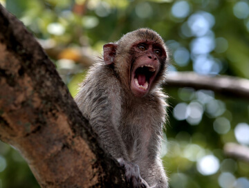 Monkey