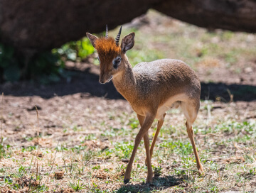 Dik-dik