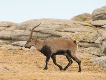 Southeastern ibex