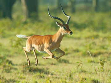 Impala