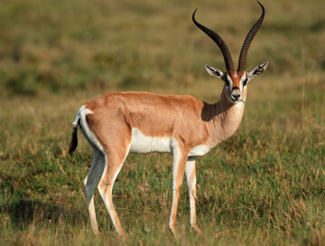Grant's gazelle