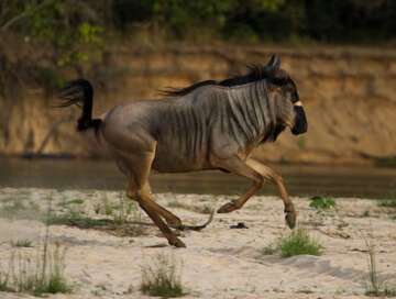 Niassa wildebeest
