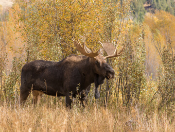 Shiras moose