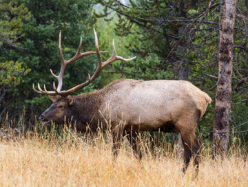 Elk