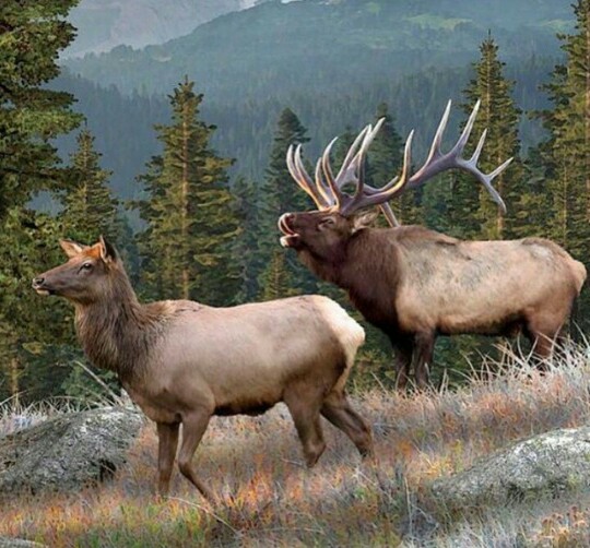 2022 Cow Elk Hunt / Utah, United States - BookYourHunt.com