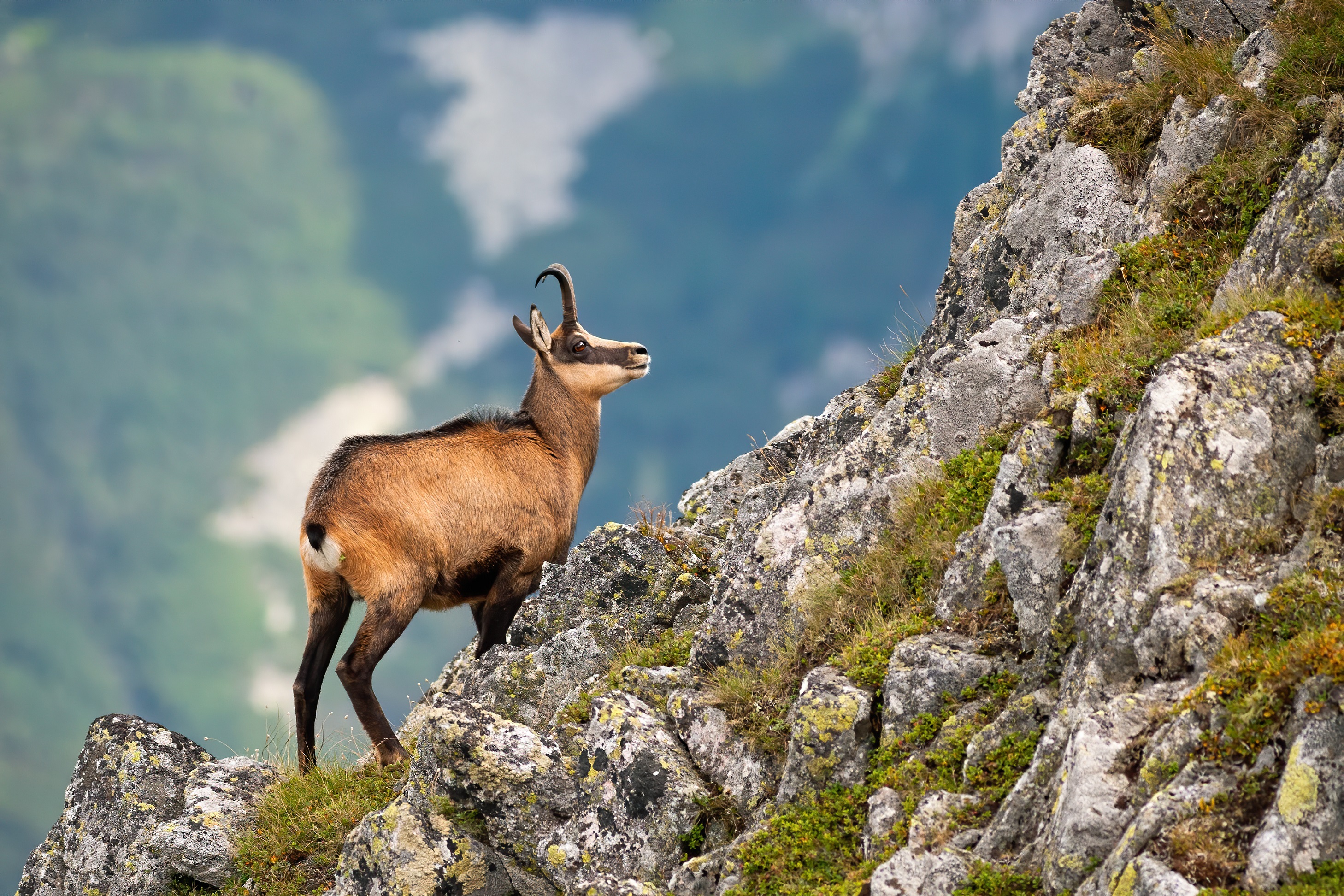 Tatra chamois of Slovakia - Wildlife of the Tatra Moutains - Wildlife  Impulse