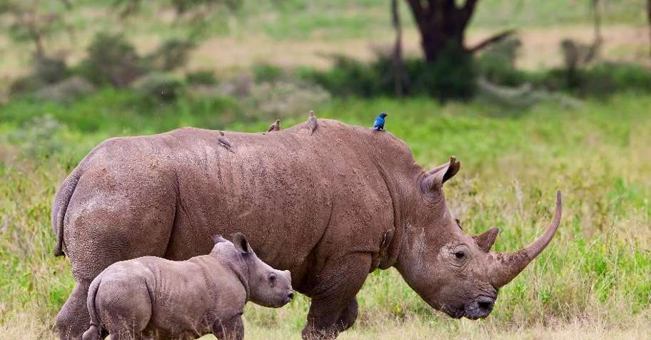 SA Rhino Darting Experience