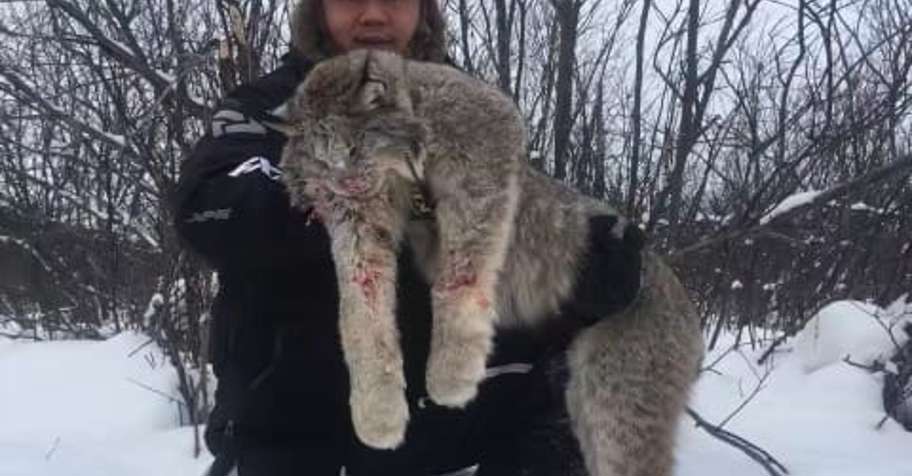 2x1 lynx and wolf '26