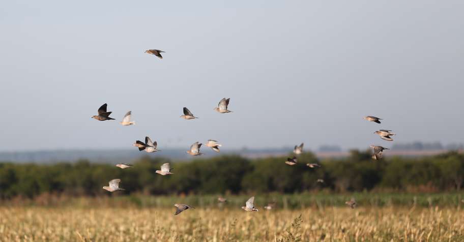 High Volume Dove, No Shells Included
