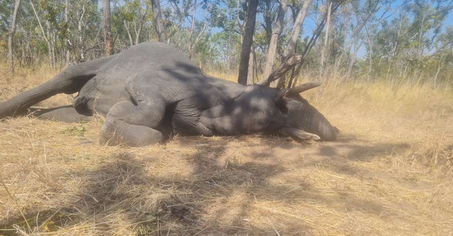 10 Day Elephant Trophy Hunt/Exportable