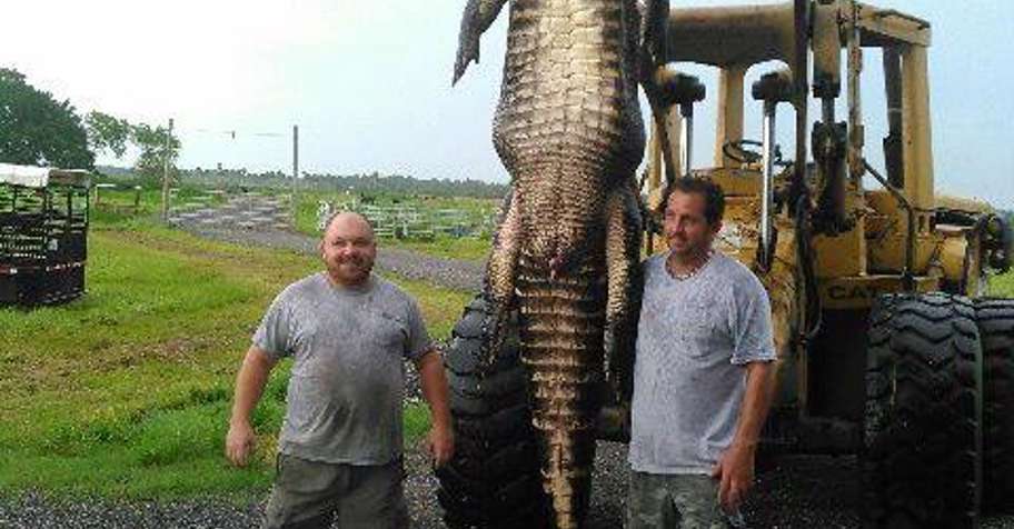 Alligator hunting trips - BookYourHunt.com