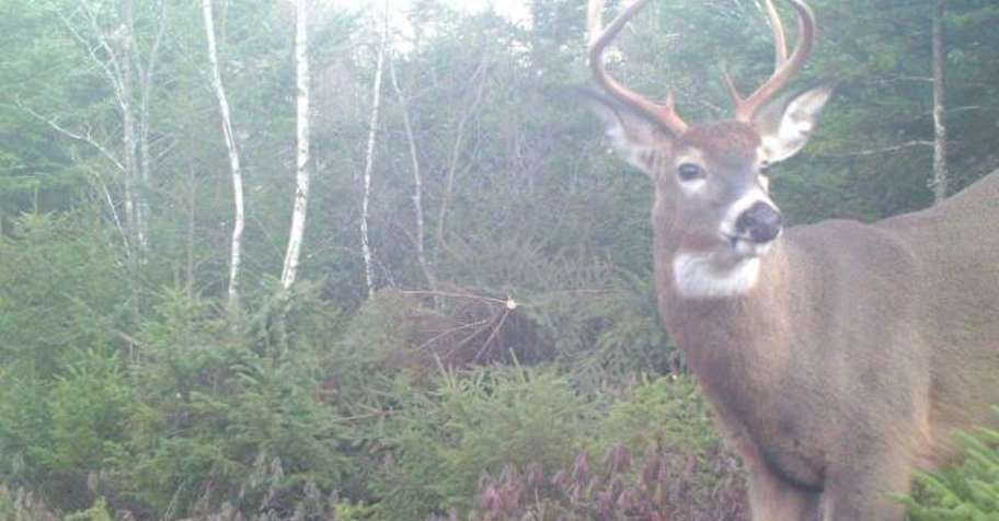 2027 Whitetail Deer Hunt Single Person