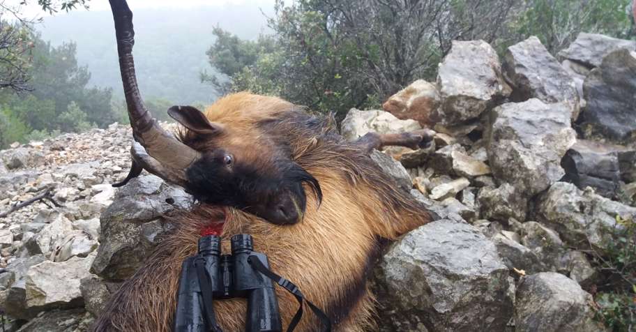 Feral goat and dalmatian wild sheep hunt
