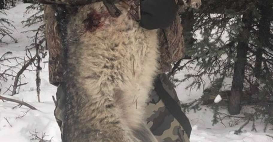 SALE! Incredible 10 day Wolf Hunt 25 '26