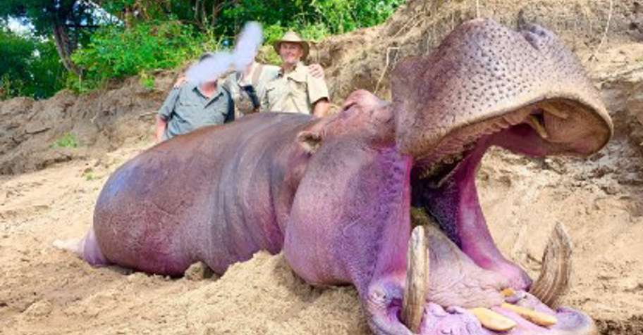 5 Day Exportable Hippo Safari