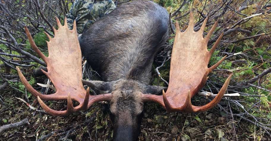 2026 Western Alaska Moose/Bear Hunt