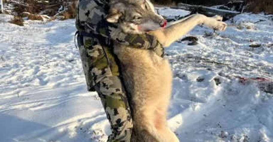 Baited Wolf Hunt - 6 Days - Alberta '27