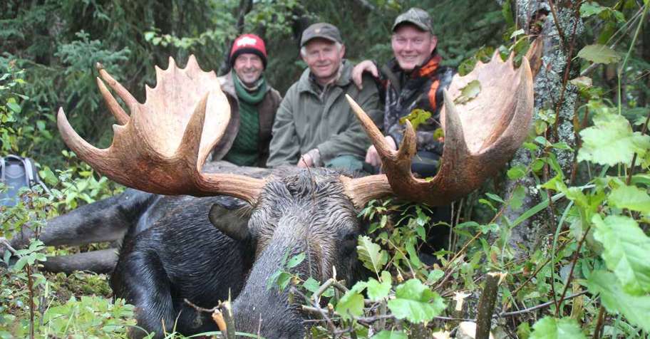 Trophy Moose In The Rut 2x1 SPECIAL