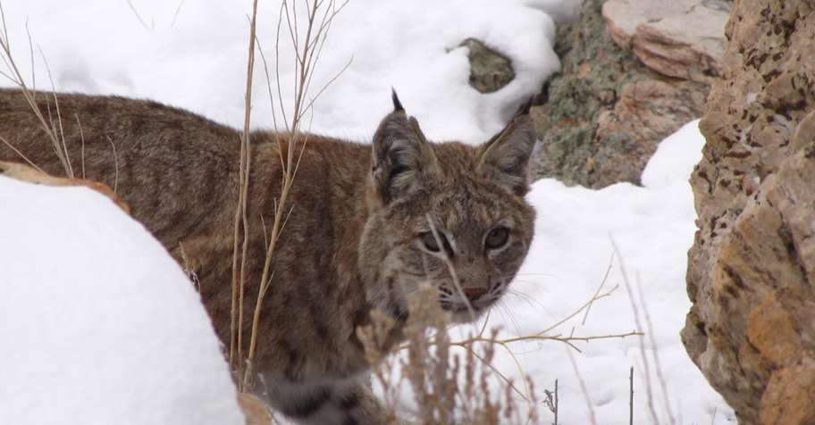Bobcat Hunt (1x1) 25/26