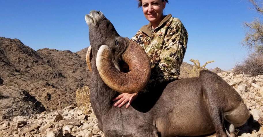 Desert Bighorn Sheep