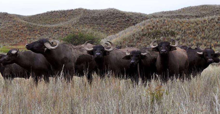 5 days + Buffalo + Blackbuck