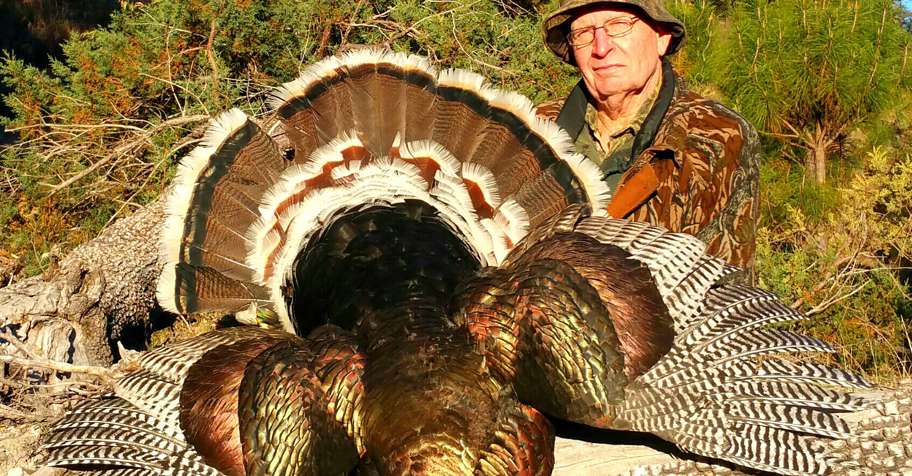 Gould's Turkey