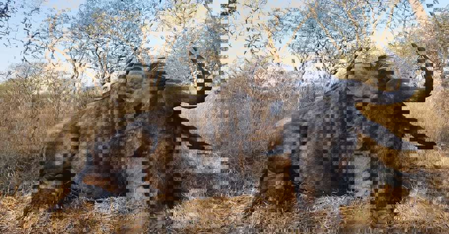 1x1 Africa: The First Time + Freebie