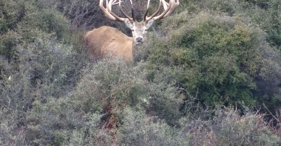 Ultimate Red Stag up to 400 SCI