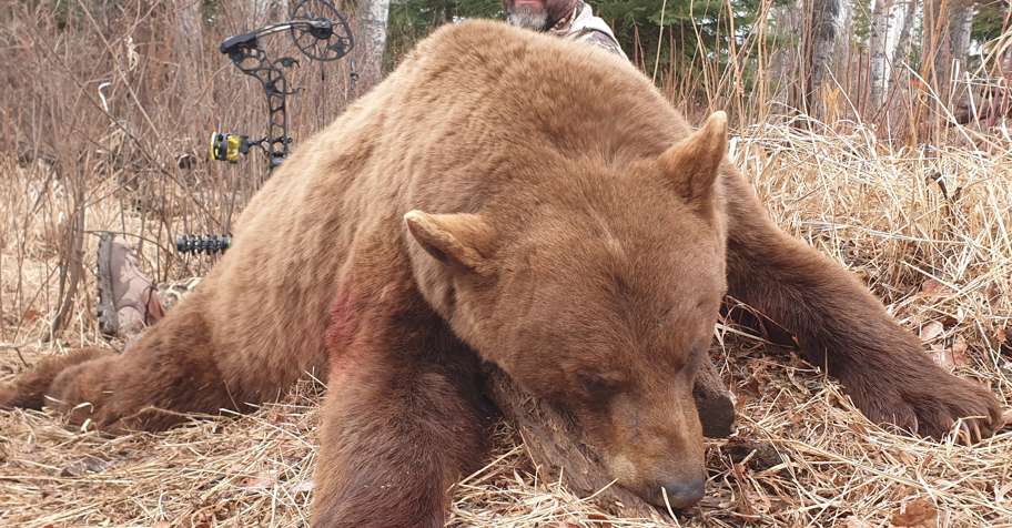 Trophy Black Bear '26