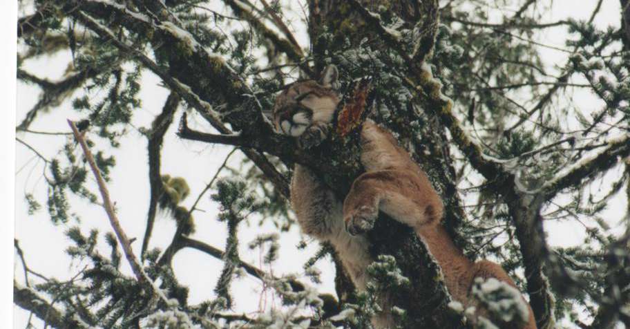 Cougar, Lynx & Bobcat Hunt (2x1) '26/27