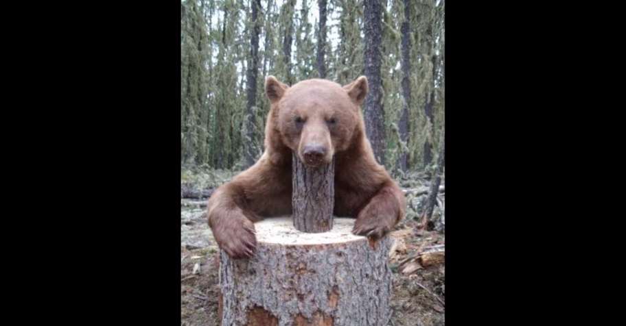 2 Bear Hunt- Wolf and Fishing FREE '27