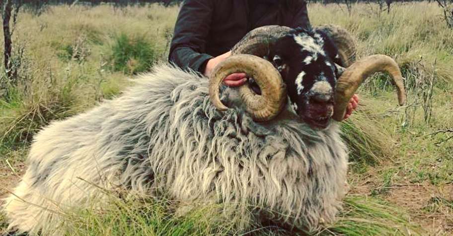 Somalia Ram hunting trips - BookYourHunt.com