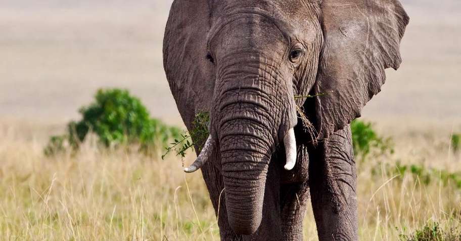 7-Day Non-exportable Tuskless Elephant / Matabeleland North