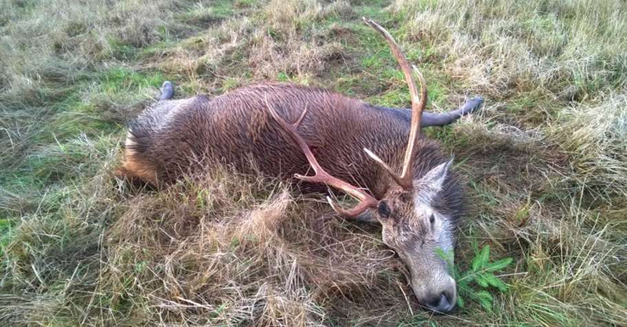 Red Deer Hunting in Ostroda