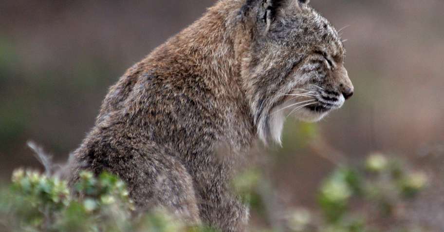 Bobcat Hunt (2x1) 25/26