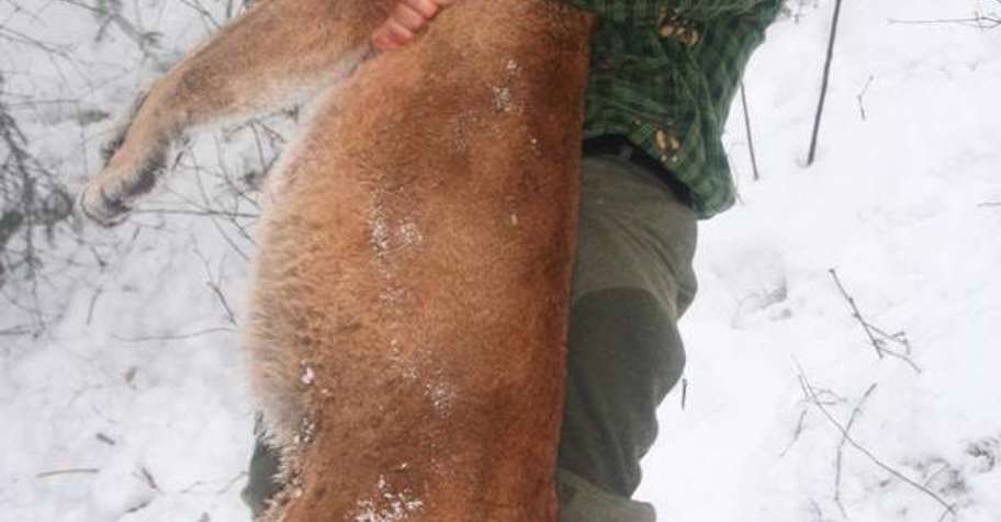 8 Day Mountain Lion Hunt