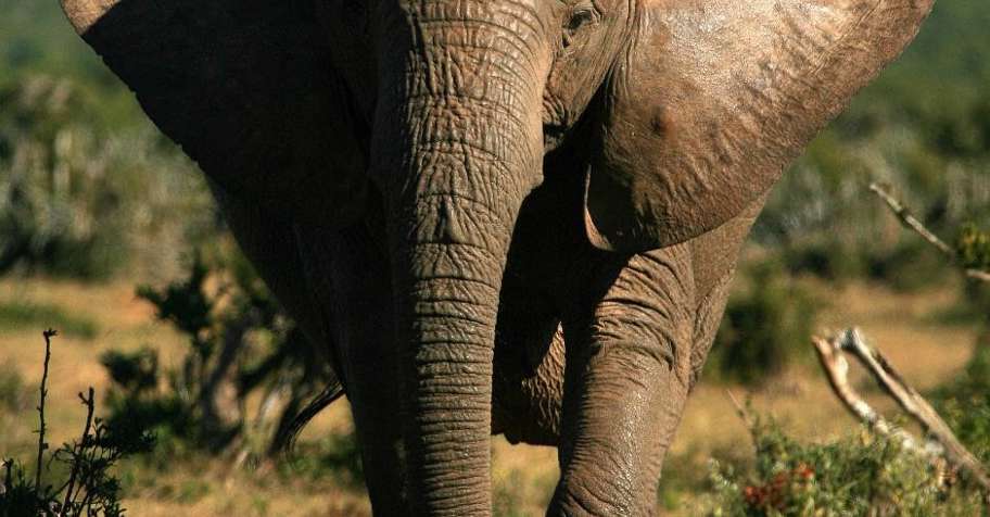 Elephant hunting trips - BookYourHunt.com